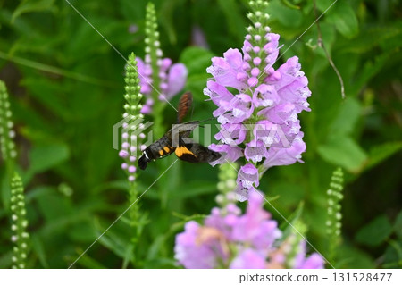 一隻黑鷹正在吸食花朵的花蜜 一隻黑鷹正在吸食花朵的花蜜 131528477