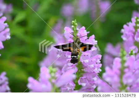 A black hawk sucking nectar from a flower 131528479
