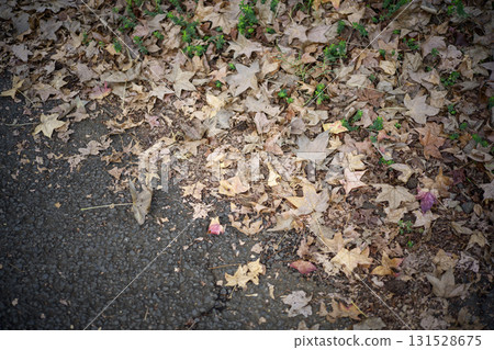 Fallen leaves in the park Fallen leaves Autumn Winter image Fallen leaves in the park Fallen leaves Autumn Winter image 131528675