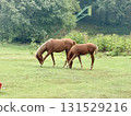 Two brown horses grazing green summer countryside meadow Two brown horses grazing green summer countryside meadow 131529216
