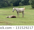 White horse standing near resting brown foal meadow White horse standing near resting brown foal meadow 131529217