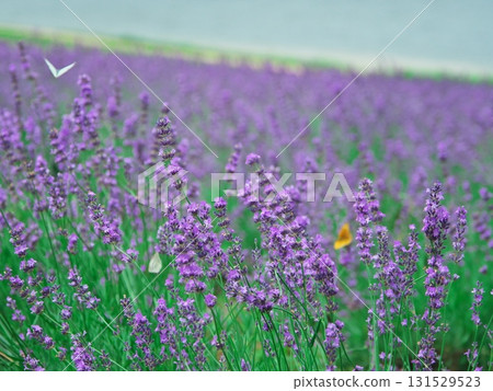 北海道南富良野的夏天，粉蝶在金山湖的薰衣草園裡翩翩起舞 131529523