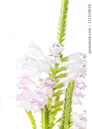白色背景下拍攝的日本珍珠菜淡紫色花朵 02 白色背景下拍攝的日本珍珠菜淡紫色花朵 02 131529656