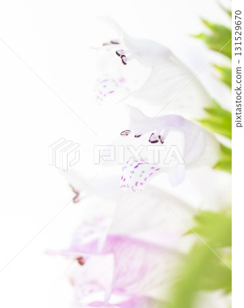 白色背景下拍攝的日本珍珠菜淡紫色花朵 16 白色背景下拍攝的日本珍珠菜淡紫色花朵 16 131529670