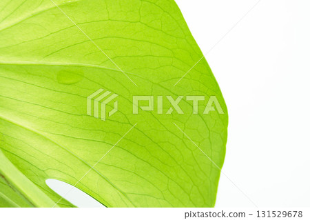 白色背景下的龜背竹葉特寫 34 白色背景下的龜背竹葉特寫 34 131529678
