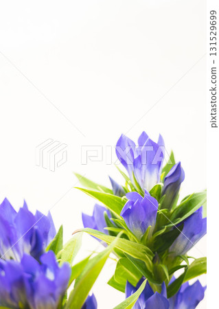 Macro photography of blue gentian flowers on white background 15 Macro photography of blue gentian flowers on white background 15 131529699