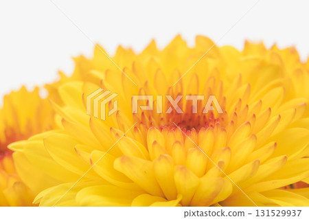Orange spray chrysanthemum close-up on white background 20 131529937