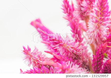 Pink celosia flowers macro shot on white background 02 131529957