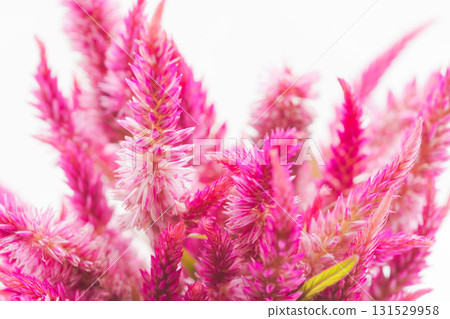 Pink celosia flowers macro shot on white background 03 Pink celosia flowers macro shot on white background 03 131529958