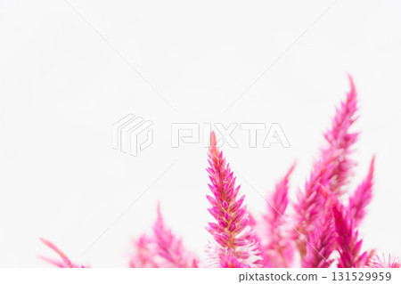 粉紅雞冠花微距拍攝白色背景 04 131529959