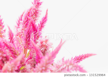 Pink celosia flowers macro shot on white background 09 Pink celosia flowers macro shot on white background 09 131529964