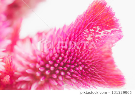 Pink celosia flowers macro shot on white background 10 Pink celosia flowers macro shot on white background 10 131529965