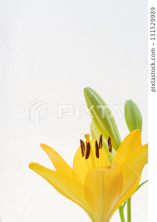 Yellow lily flowers and buds photographed on a white background 09 131529989
