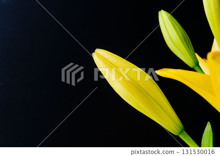 在黑色背景下拍攝的黃色百合花蕾 10 在黑色背景下拍攝的黃色百合花蕾 10 131530016