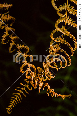 Brown Eagle Fern on Black Background Brown Eagle Fern on Black Background 131530024