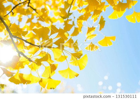 金色的銀杏葉在藍天的映襯下閃閃發光 131530111