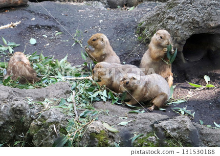 友善的草原犬鼠的用餐時間 131530188