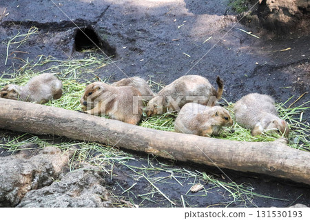 友善的草原犬鼠的用餐時間 131530193