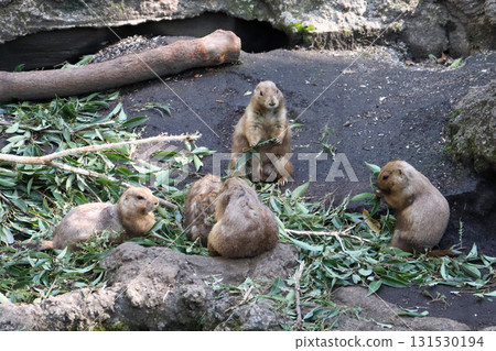 Meal time for friendly prairie dogs 131530194