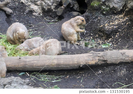 Meal time for friendly prairie dogs Meal time for friendly prairie dogs 131530195