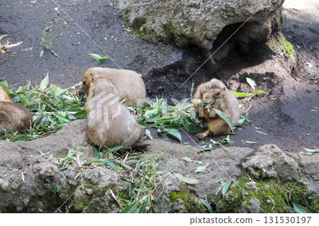 友善的草原犬鼠的用餐時間 131530197
