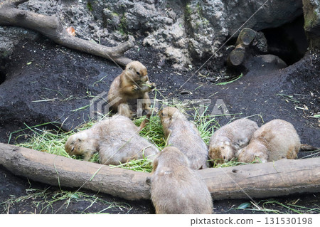 友善的草原犬鼠的用餐時間 友善的草原犬鼠的用餐時間 131530198