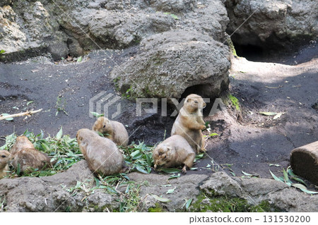 友善的草原犬鼠的用餐時間 131530200
