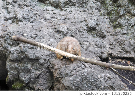 草原犬鼠盯著樹枝 131530225