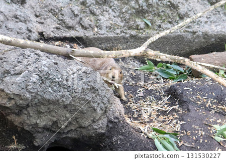 草原犬鼠盯著樹枝 131530227