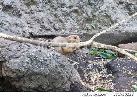 草原犬鼠盯著樹枝 131530228