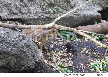 Prairie dog staring at a branch 131530229