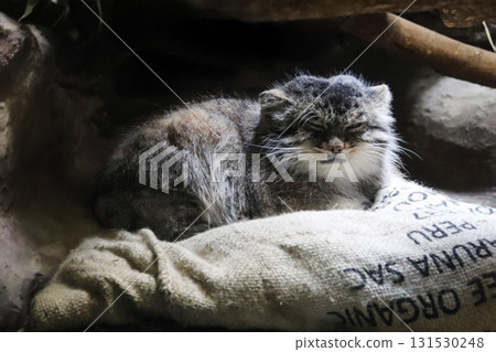 Sleepy Pallas's cat 131530248