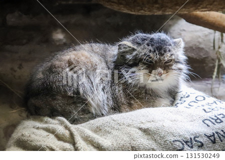 Sleepy Pallas's cat Sleepy Pallas's cat 131530249