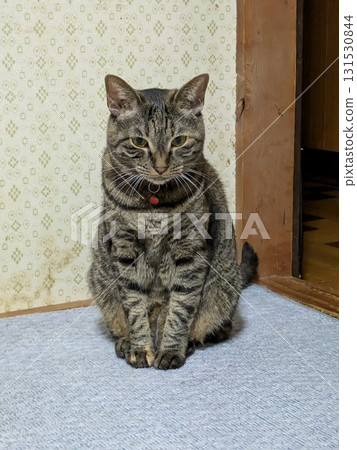 Cat sitting and staring 131530844