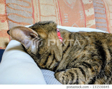 A cat sleeping apologetically 131530845