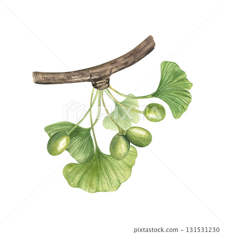 Green Gingko Biloba leaves and pods on branch watercolor illustration on isolated background. Hand painted ginkgo plant with berries on twig. For medical, herbal, and wellness projects. Green Gingko Biloba leaves and pods on branch watercolor illustration on isolated background. Hand painted ginkgo plant with berries on twig. For medical, herbal, and wellness projects. 131531230
