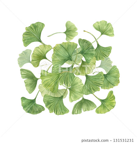 Pile of green Gingko Biloba leaves watercolor illustration on isolated background. Hand painted ginkgo plant natural cognitive supplement ingredient. For medical packaging, health blogs. Pile of green Gingko Biloba leaves watercolor illustration on isolated background. Hand painted ginkgo plant natural cognitive supplement ingredient. For medical packaging, health blogs. 131531231