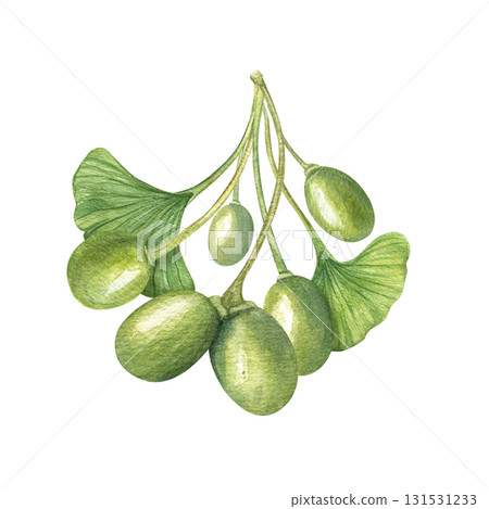 Ginkgo Biloba plant watercolor illustration on isolated background. Green leaves and berries of maidenhair tree. Medical floral ingredient for beauty design, body care cream packaging decor. 131531233