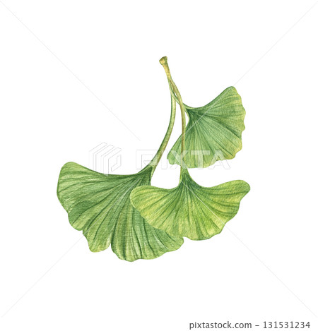 Three green Gingko biloba leaves watercolor illustration on isolated background. Spring healthy leaf of tropical plant in realistic style. for medical or herbal package design, wellness poster. Three green Gingko biloba leaves watercolor illustration on isolated background. Spring healthy leaf of tropical plant in realistic style. for medical or herbal package design, wellness poster. 131531234