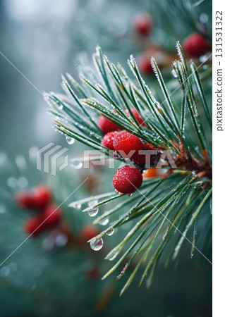 frosty pine needles with red berries, dew drops, shallow depth 131531322
