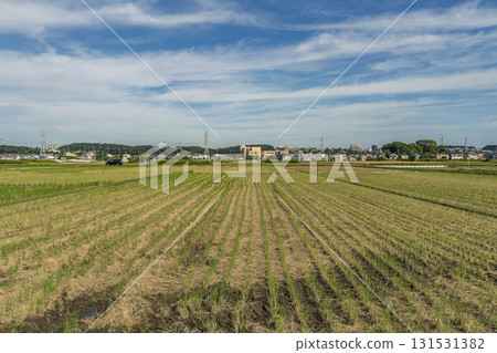 Rice field scenery during rice harvesting 131531382