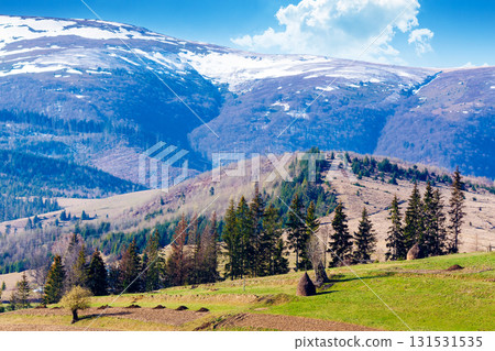 mountainous countryside landscape in spring. grassy field on slope of a hill. borzhava mountain ridge with snow capped tops in the distance. sunny weather with clouds on the blue morning sky mountainous countryside landscape in spring. grassy field on slope of a hill. borzhava mountain ridge with snow capped tops in the distance. sunny weather with clouds on the blue morning sky 131531535