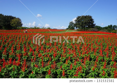 Japan's largest flower park "Tottori Flower Corridor": Flower hill in full bloom in Salvia 131531581