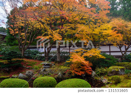 Autumn leaves in the Imperial Palace Garden at Sennyuji Temple 131531605