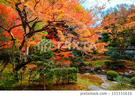 泉湧寺皇居花園的秋葉 131531610