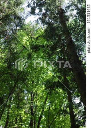 During the summer afternoon, sunlight filters through the trees of a cypress forest. 131531685