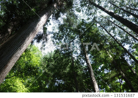 夏日午後,陽光透過柏樹林的縫隙灑落。 夏日午後,陽光透過柏樹林的縫隙灑落。 131531687