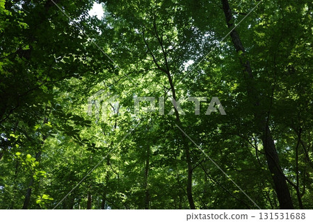 夏日午後,陽光透過柏樹林的縫隙灑落。 夏日午後,陽光透過柏樹林的縫隙灑落。 131531688