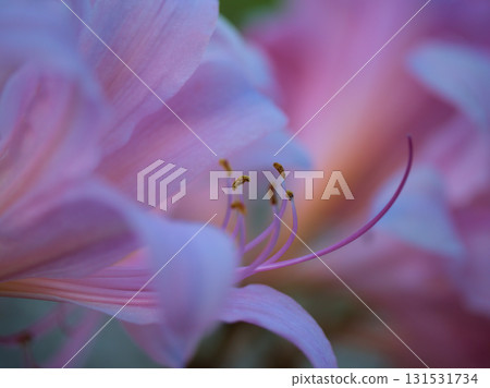 九月盛開的淡粉色夏季水仙花 九月盛開的淡粉色夏季水仙花 131531734
