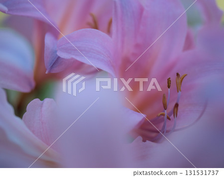 Light pink summer daffodils blooming in September 131531737